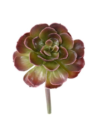 DICKBLATTPFLANZE ECHEVERIA