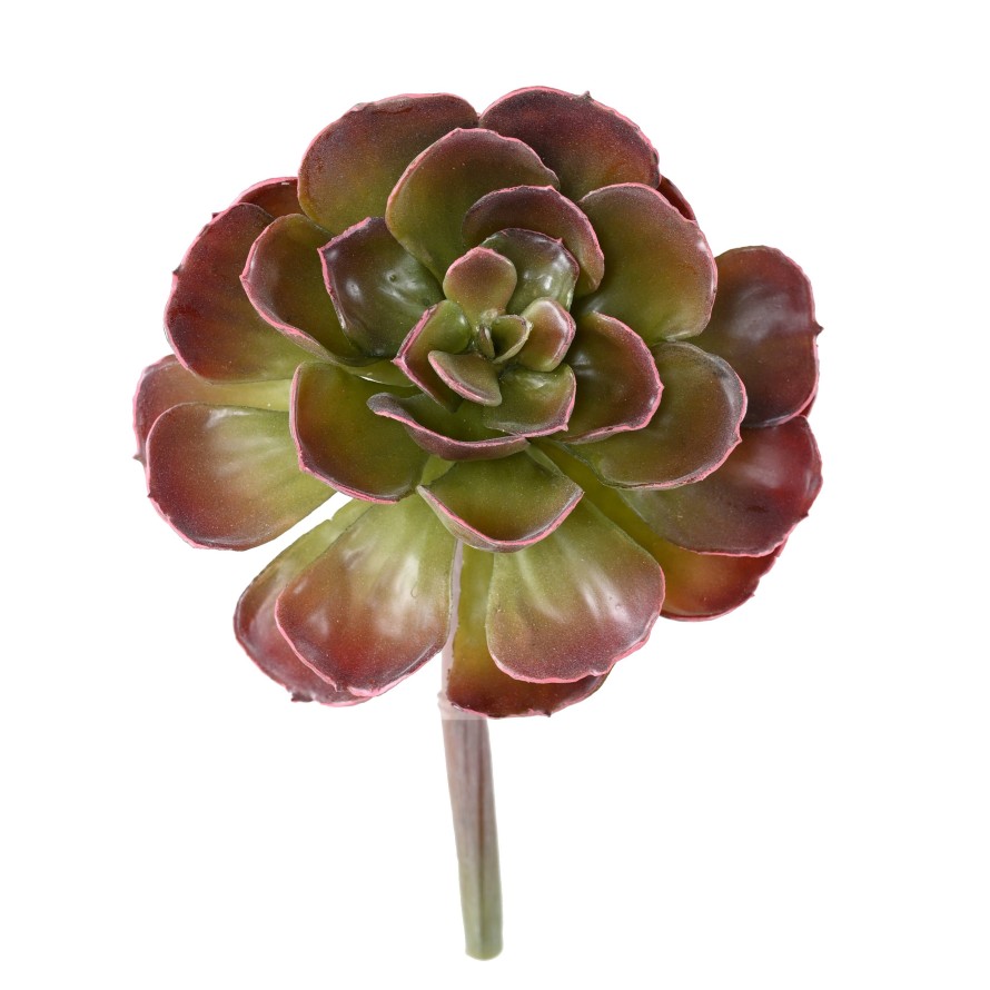 DICKBLATTPFLANZE ECHEVERIA