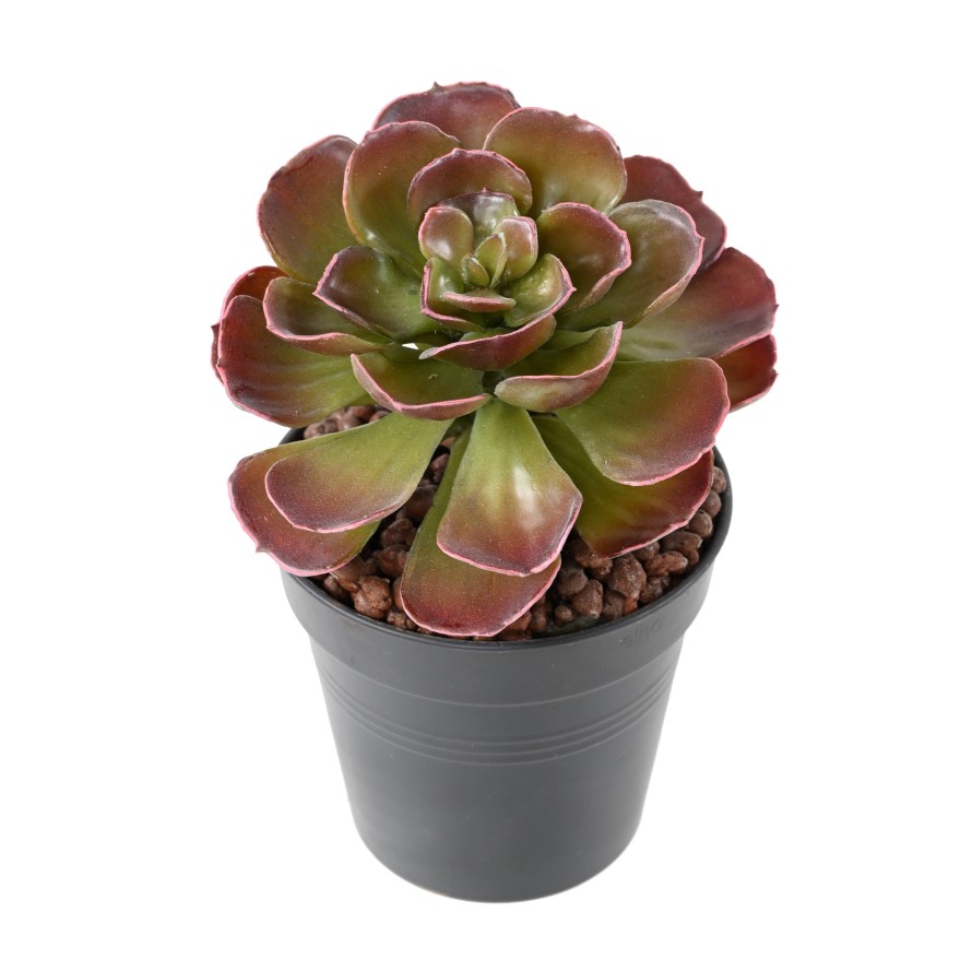 DICKBLATTPFLANZE ECHEVERIA