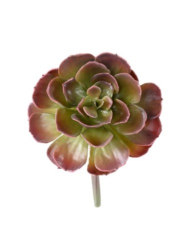 DICKBLATTPFLANZE ECHEVERIA