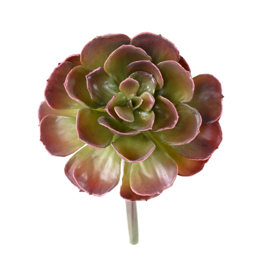 DICKBLATTPFLANZE ECHEVERIA