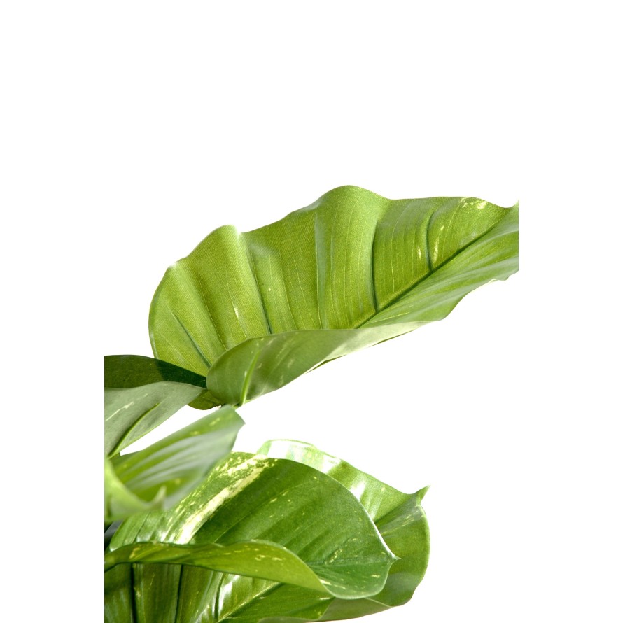 POTHOS GIANT (Efeutute)