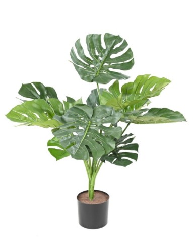PHILODENDRON MONSTERA...