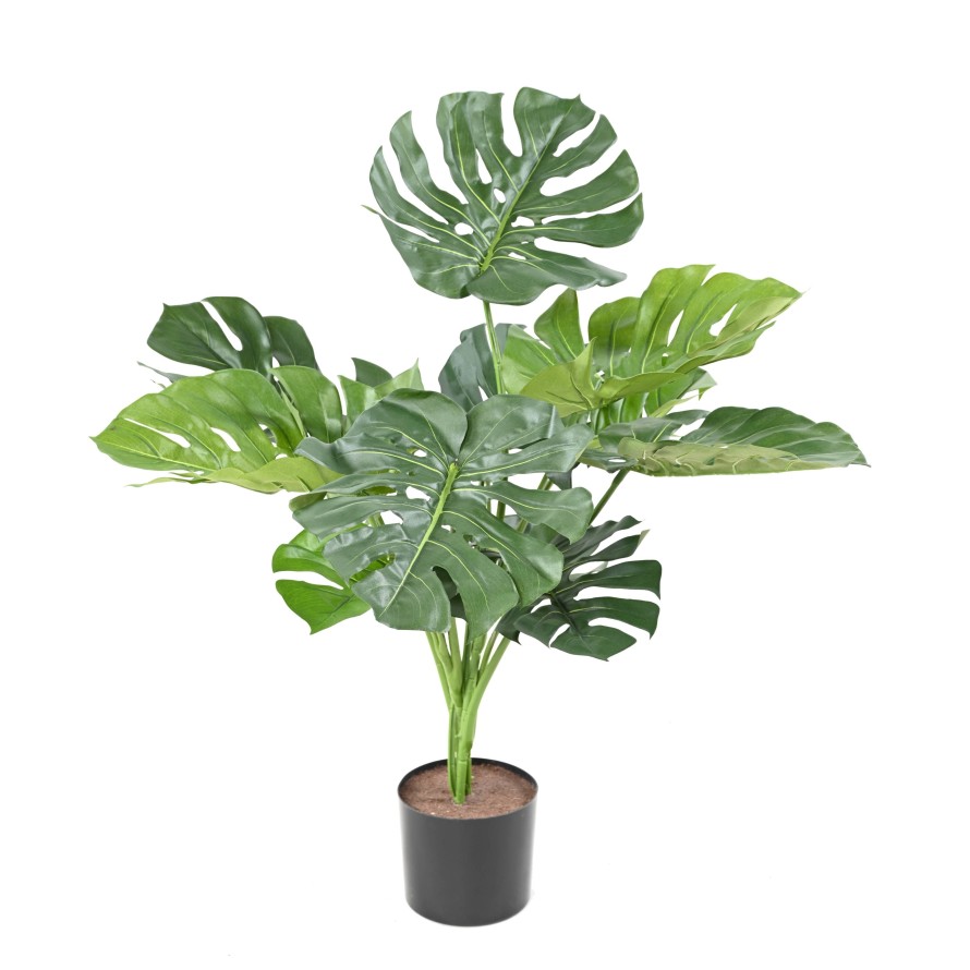 PHILODENDRON MONSTERA GIGANTE *13 75 CM