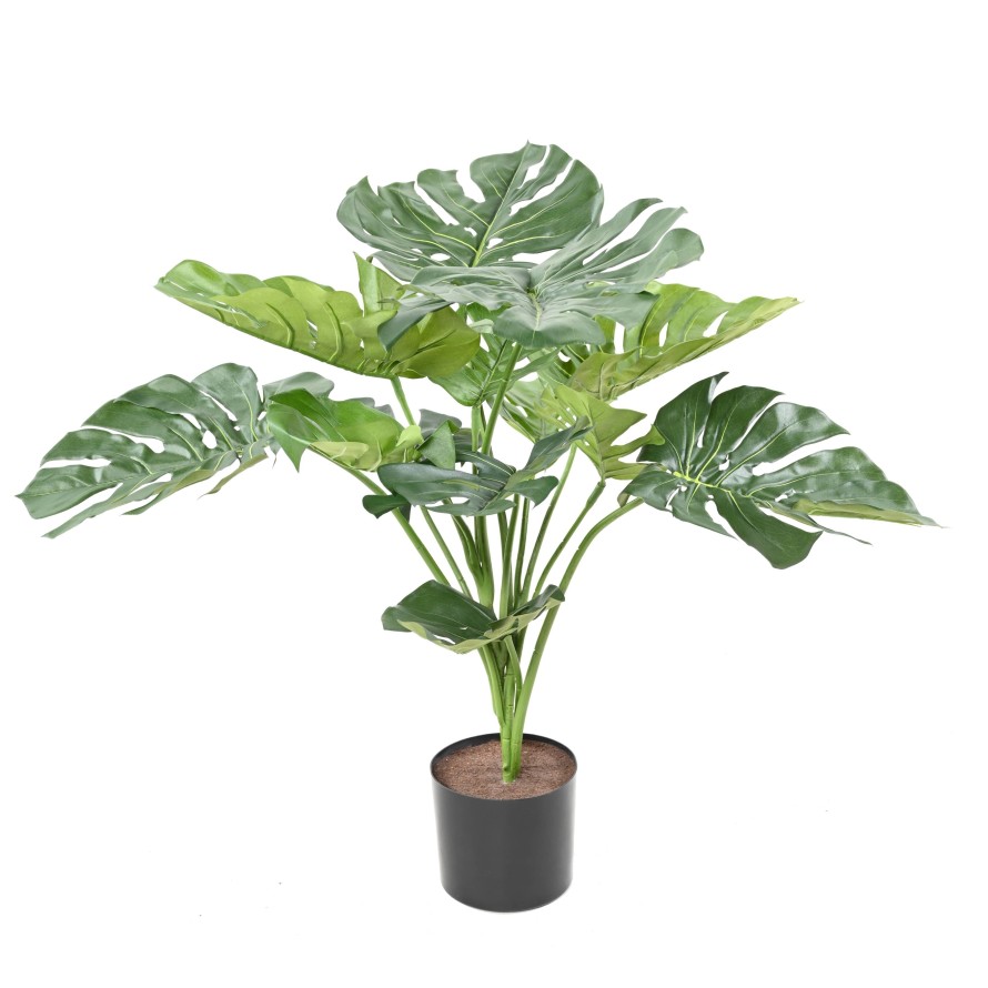 PHILODENDRON MONSTERA GIGANTE *13 75 CM