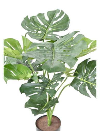 PHILODENDRON MONSTERA GIGANTE *13 75 CM