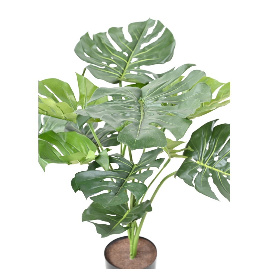 PHILODENDRON GIANT MONSTERA *13 75 cm