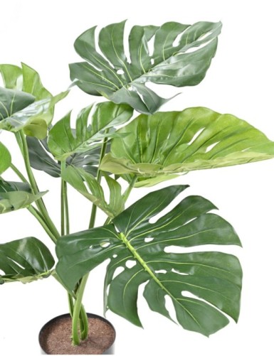 PHILODENDRON GIANT MONSTERA *13 75 cm