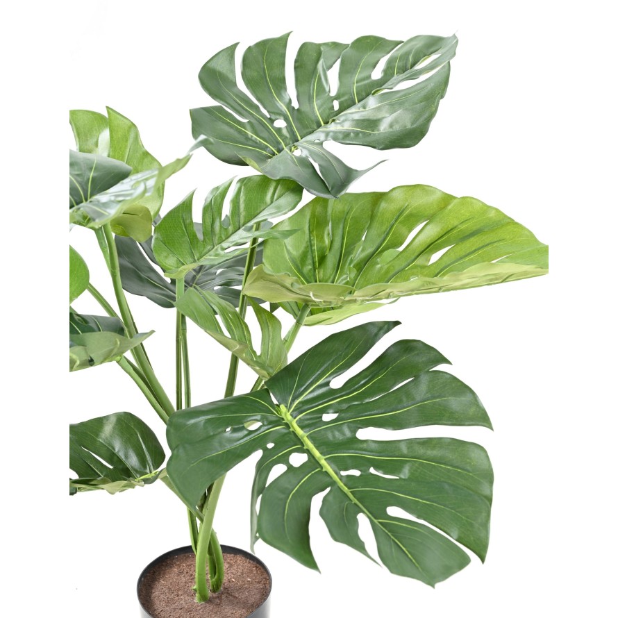 PHILODENDRON GIANT MONSTERA *13 75 cm