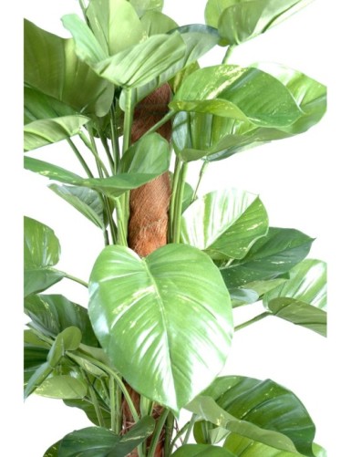 POTHOS GIANT (Efeutute)