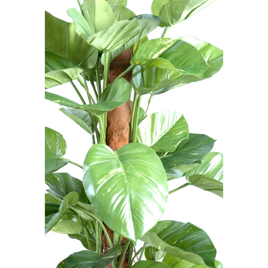 POTHOS GIANT (Efeutute)