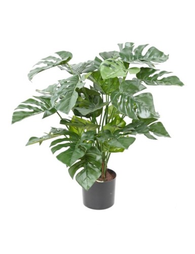 PHILODENDRON MONSTERA EN...