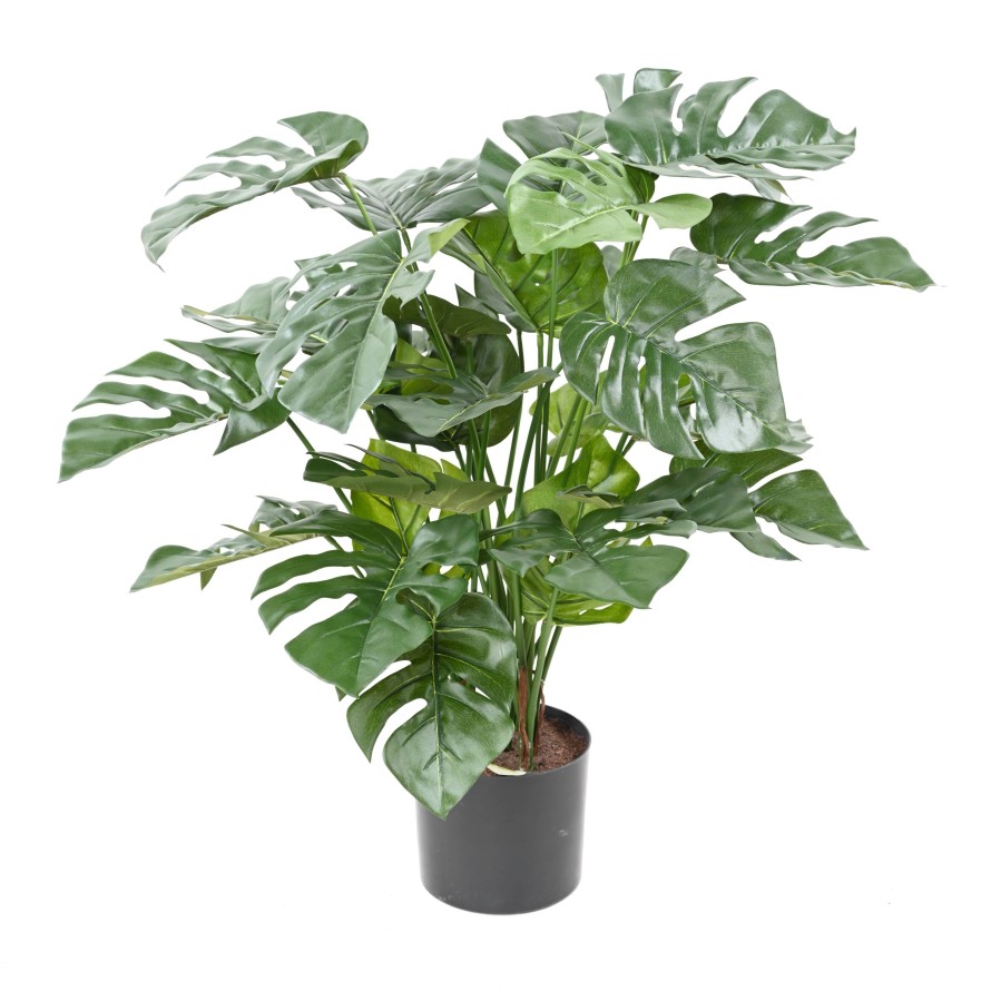 PHILODENDRON MONSTERA EN MACETA 72