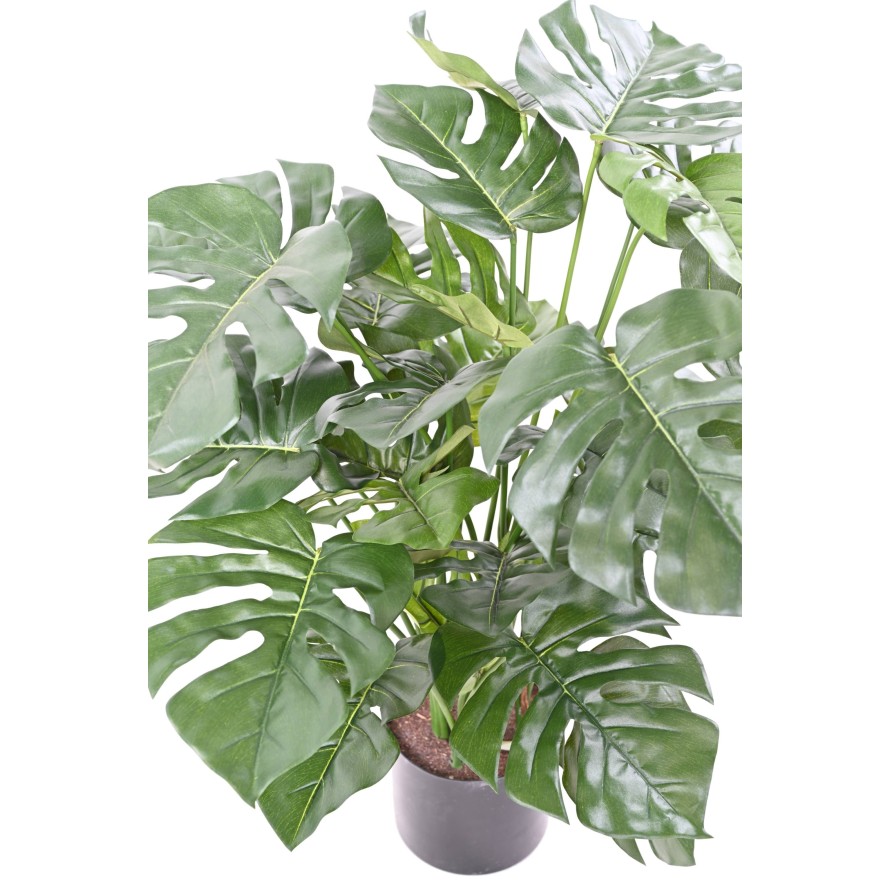 PHILODENDRON MONSTERA EN MACETA 72