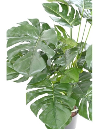 PHILODENDRON MONSTERA TOPF 72