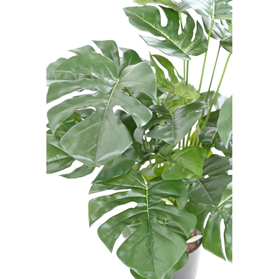 PHILODENDRON MONSTERA TOPF 72