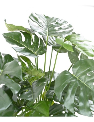 PHILODENDRON MONSTERA EN MACETA 72