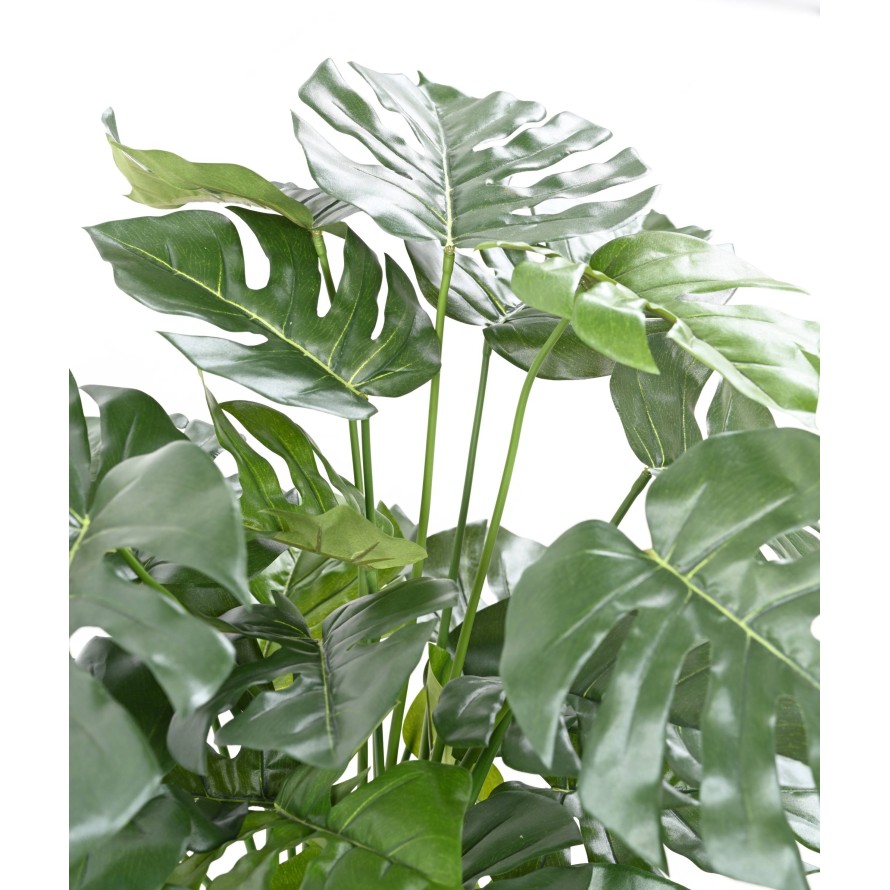 PHILODENDRON MONSTERA TOPF 72