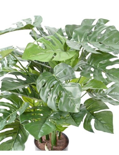 PHILODENDRON MONSTERA EN MACETA 72