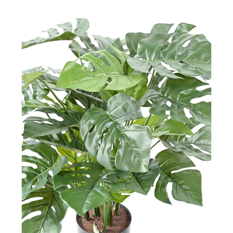 PHILODENDRON MONSTERA TOPF 72