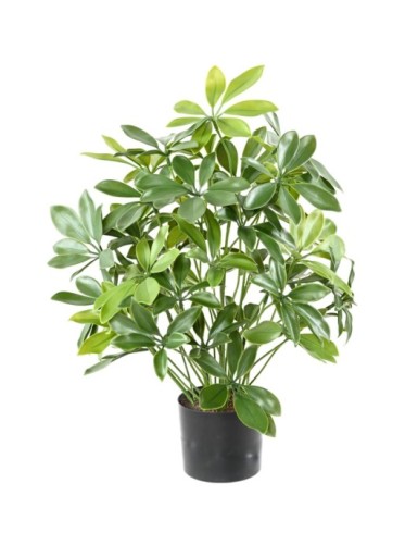 SCHEFFLERA TOPF PLAST UV