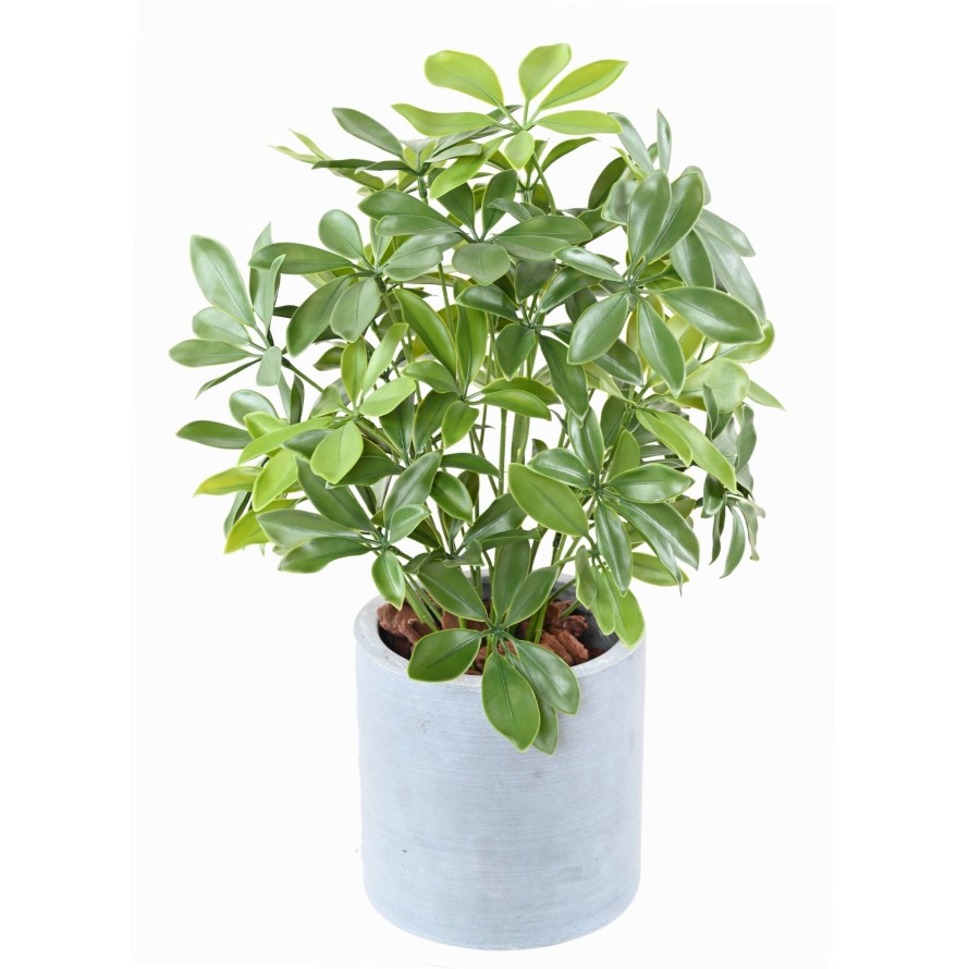 SCHEFFLERA EN MACETA PLÁST. RESISTENTE A LOS RAYOS UV