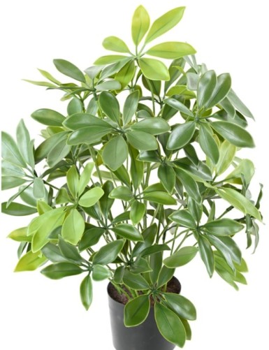 SCHEFFLERA TOPF PLAST UV