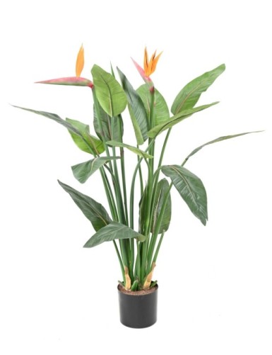 STRELITZIA (Papageienblume)...