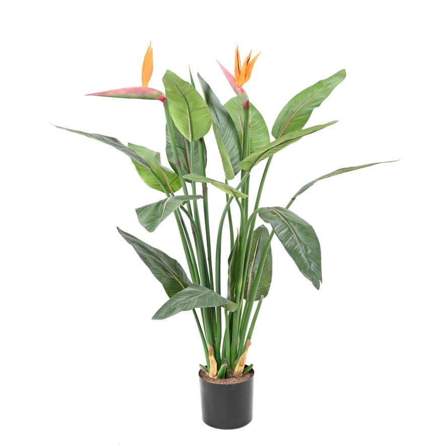 STRELITZIA (Papageienblume) 2 BLÜTEN 2 KNOSPEN