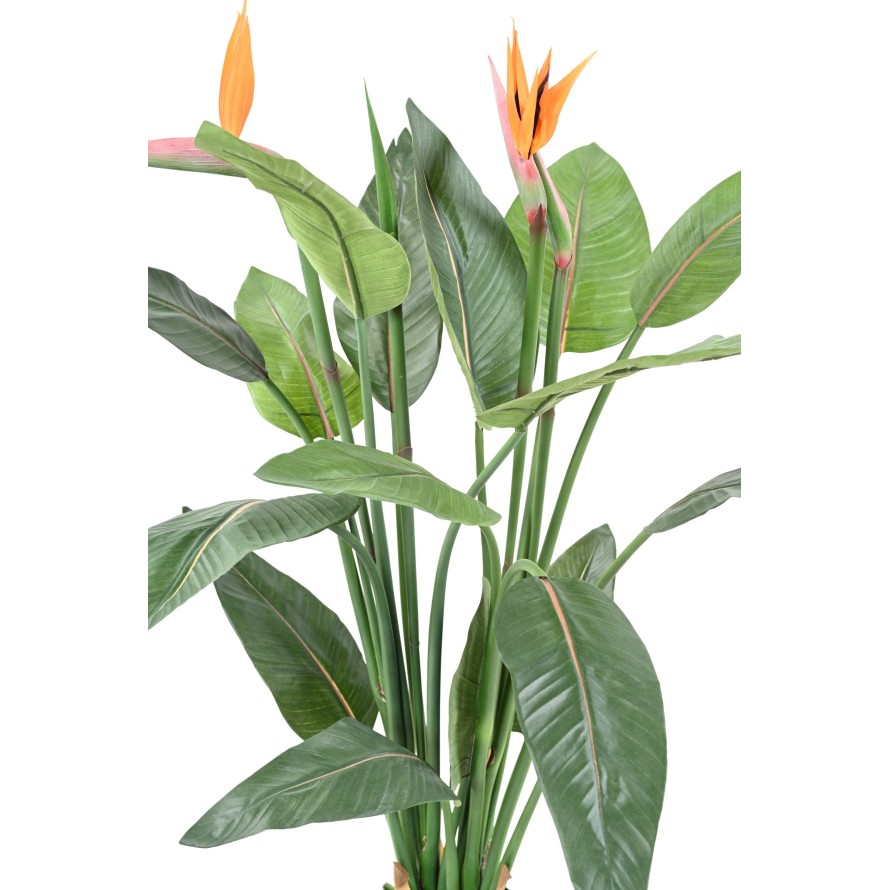 STRELITZIA 2FL 2C