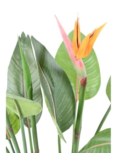 STRELITZIA 2FL 2C