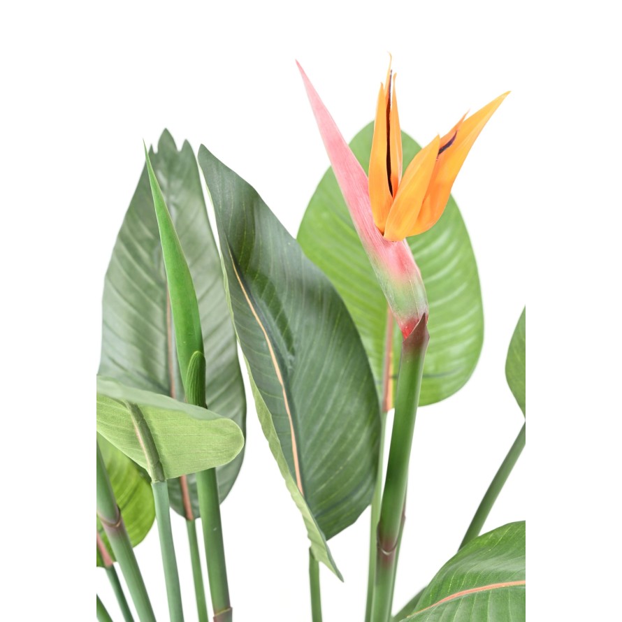 STRELITZIA 2FL 2C