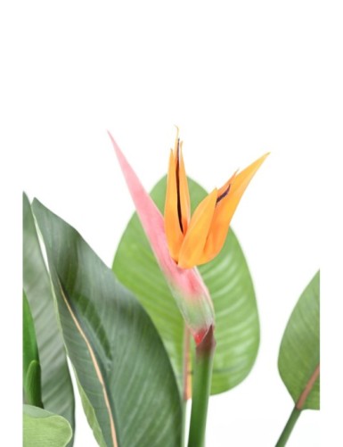 STRELITZIA 2FL 2C