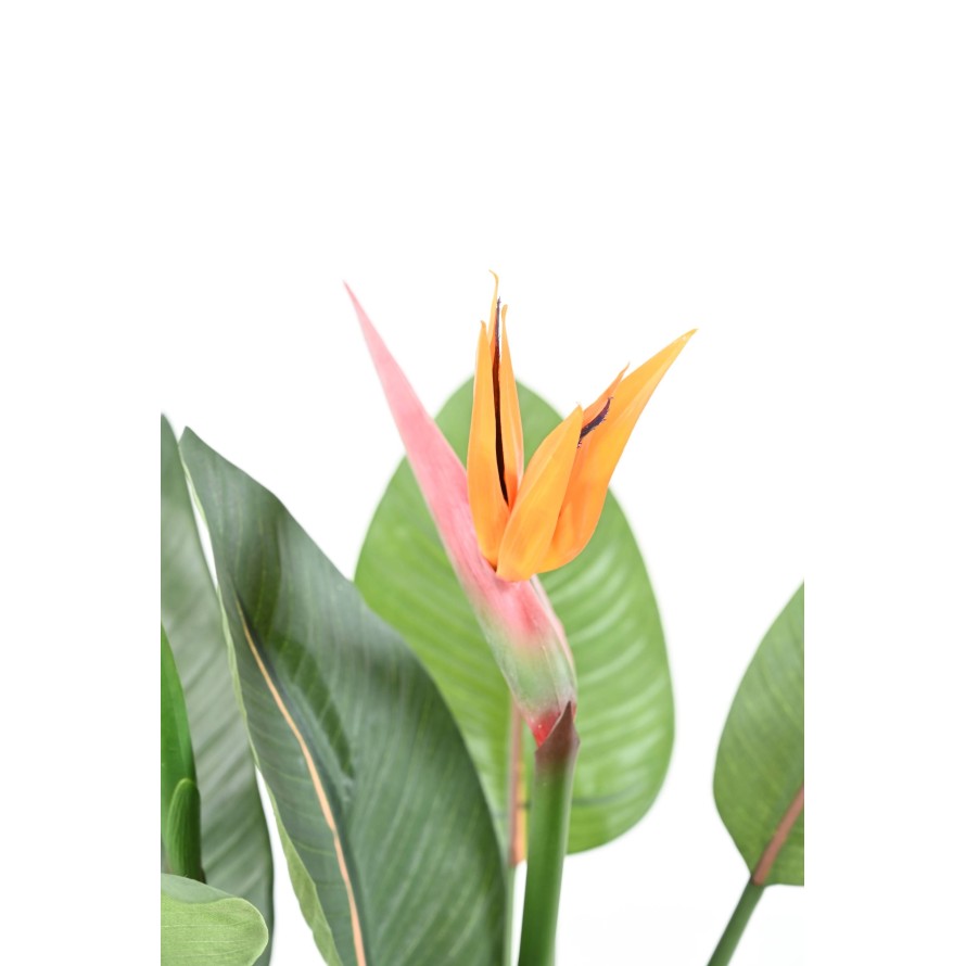 STRELITZIA (Papageienblume) 2 BLÜTEN 2 KNOSPEN