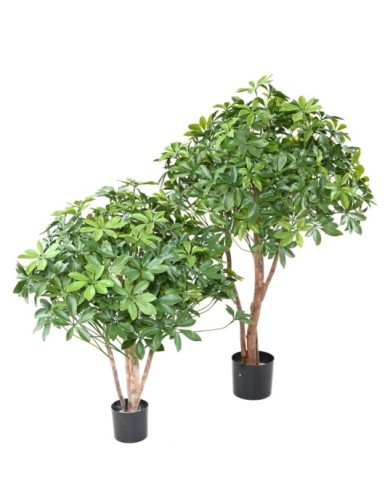 SCHEFFLERA BUSCH PLAST UV