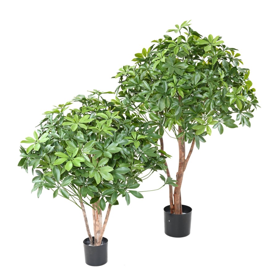 SCHEFFLERA BUSCH PLAST UV