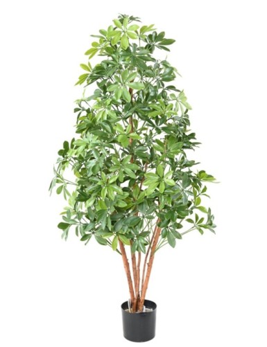 CHOISYA TREE PLÁST....