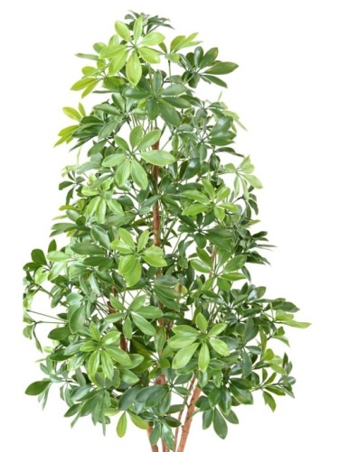 CHOISYA TREE PLÁST. RESISTENTE A LOS RAYOS UV