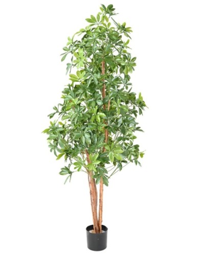 CHOISYA TREE PLÁST....