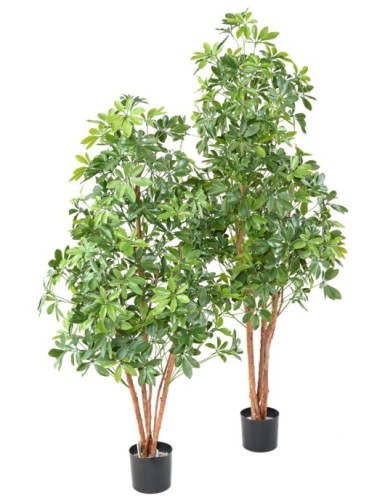 CHOISYA TREE PLÁST. RESISTENTE A LOS RAYOS UV