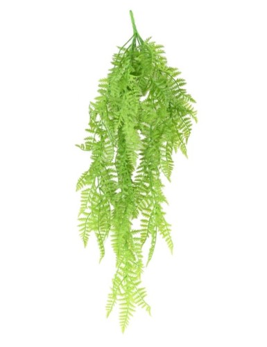 POLYPODIUM...