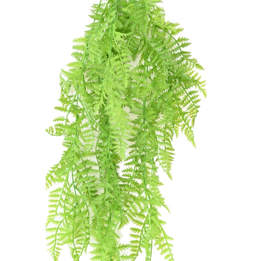 POLYPODIUM COLGANTE (HELECHO)