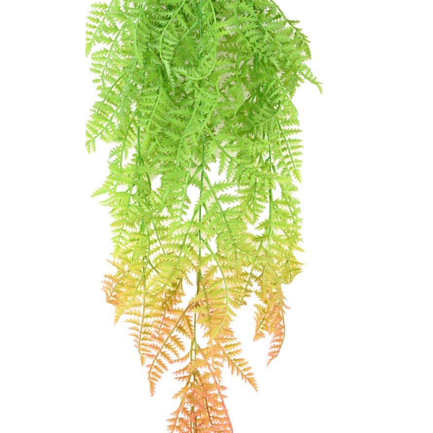 POLYPODIUM COLGANTE (HELECHO)