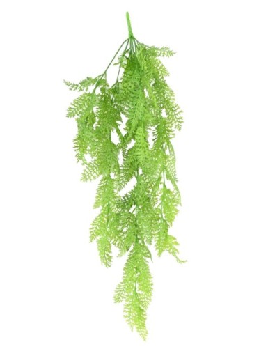 ONOCLEA SENSIBILIS...