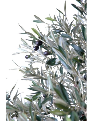 OLIVENBAUM KRONE GROSS