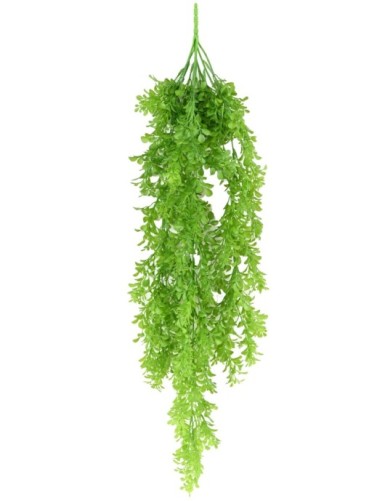 CALLISIA 84 COLGANTE