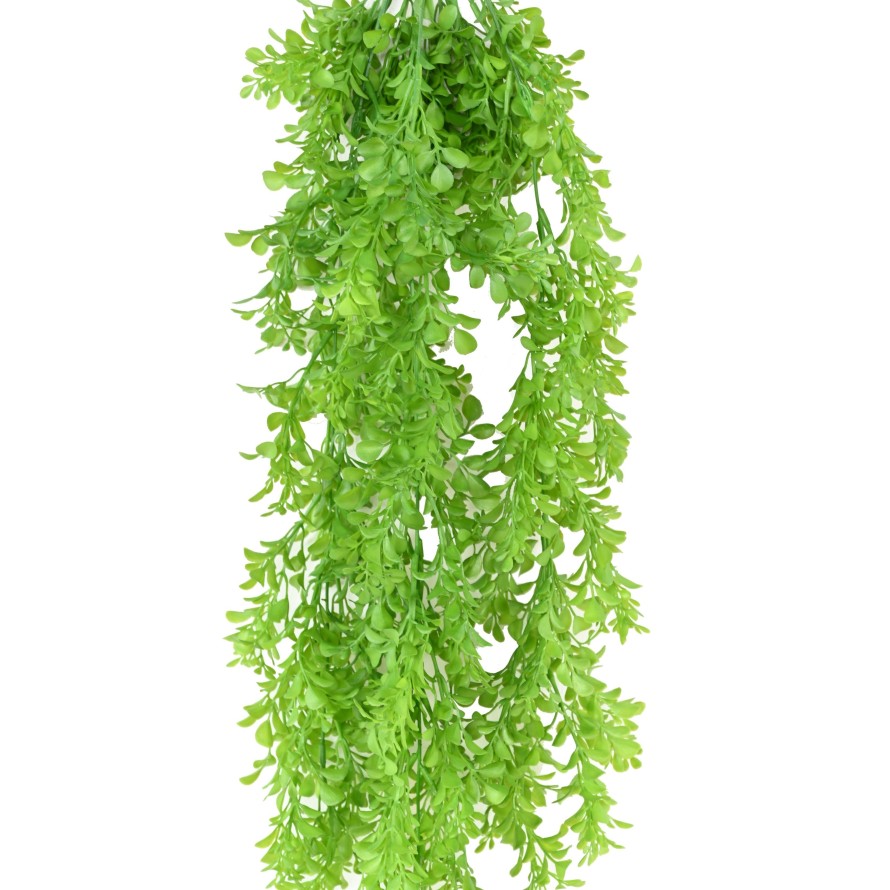 CALLISIA 84 COLGANTE