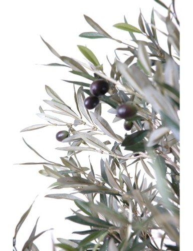 OLIVENBAUM KRONE GROSS