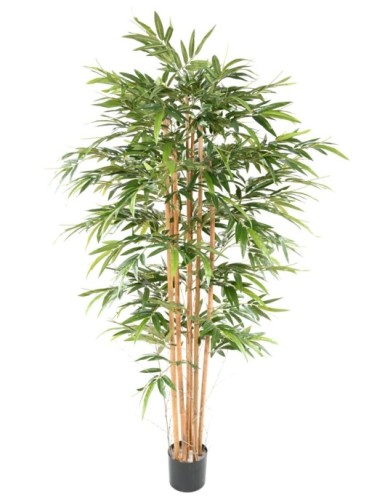 BAMBÚ ECO 3 200 CM