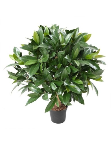 LORBEERBAUM NOBILIS NEW...